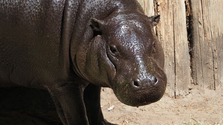 Hippopotame pygmée (photo : ZooParc Overloon)