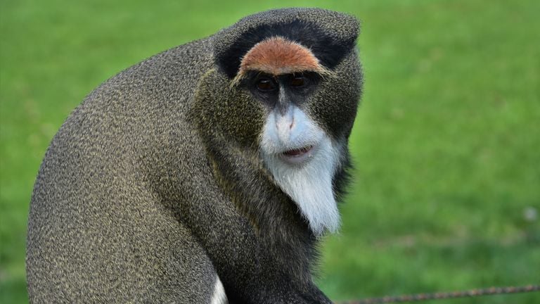 le Brazzameerkat se déplace à l'intérieur des clôtures du zoo (photo : ZooParc Overloon)