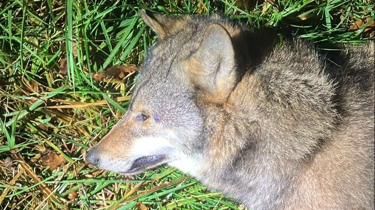 Le loup décédé le long de l'A4 (photo : Rijkswaterstaat).