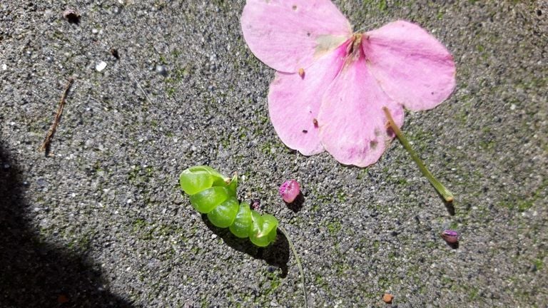 Un baume géant projette les graines et il ne reste que les boîtes (photo : Jolanda Quirijns)