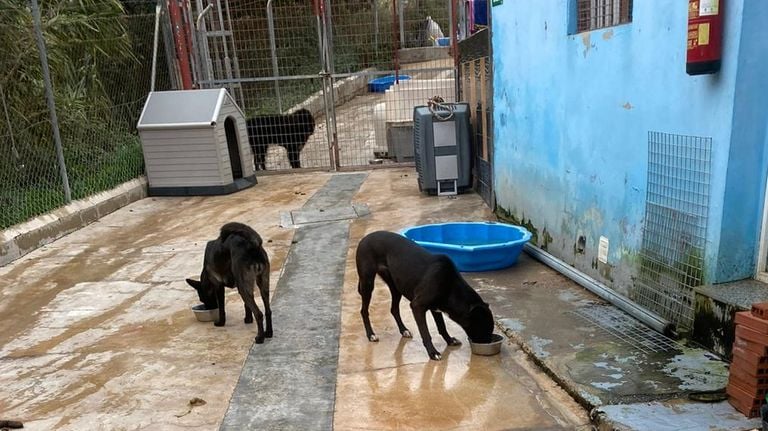 Chiens hébergés dans un refuge espagnol.