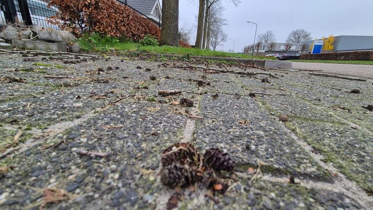 Les touffes d'aulnes que Richard déteste sont omniprésentes autour des arbres (photo : Omroep Brabant).