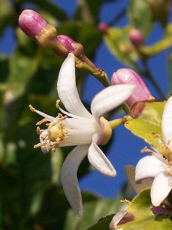 La flor de azahar tiene