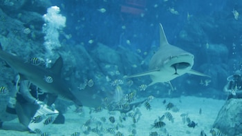 Existe un animal marino que