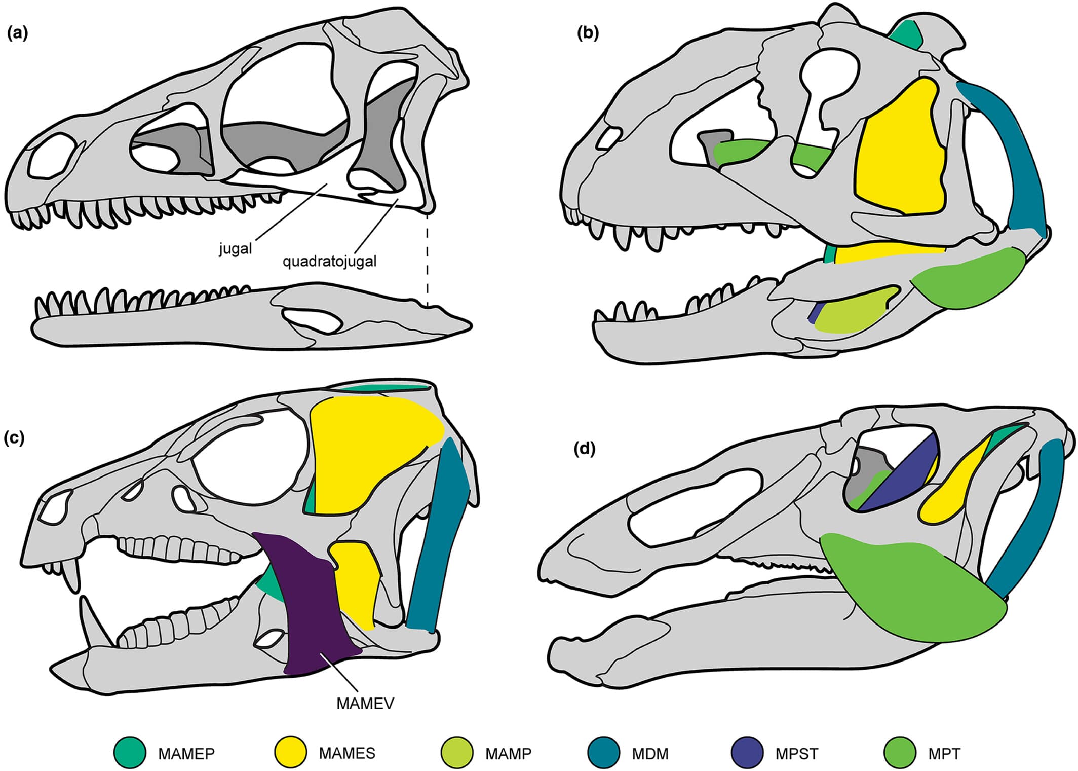 Reconstitutions myologiques précédentes des crânes de dinosaures en vue latérale gauche