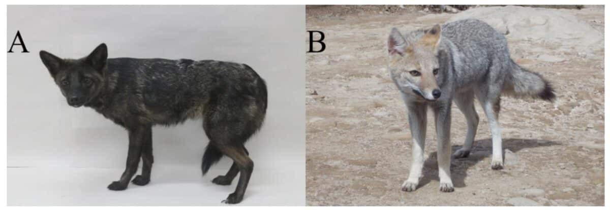 Canid avec des caractères phénotypiques inhabituels