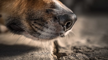 Los animales de compañía pueden
