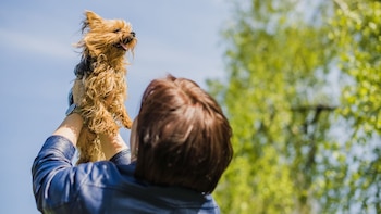 Historiquement, les chiens étaient