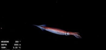 Calamar abisal esbelto