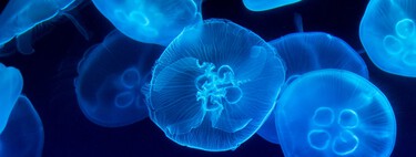 Difficulté d'explorer les fonds marins