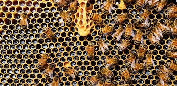 Les abeilles démontrent une adaptation remarquable