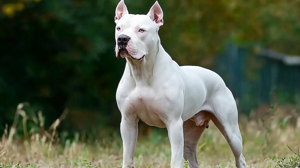 Dogo Argentino