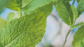 Esta es la planta que