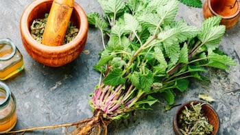 Cette plante à domicile