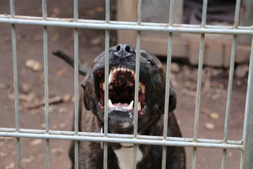 Chiens dangereux