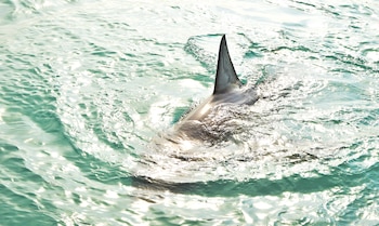 Los ataques de tiburón en la costa oeste