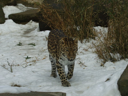 Léopard d'Amur
