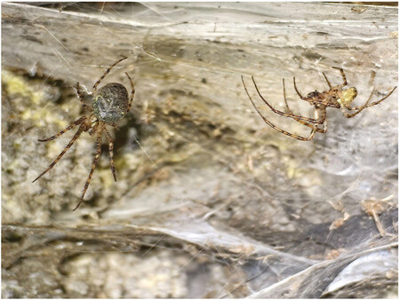 Coexistence d'espèces d'araignées