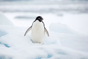 Pingüino de Adelia