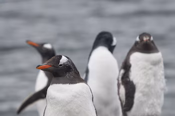 Pingüinos gentoo