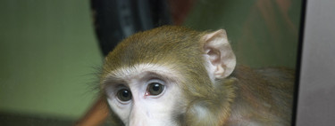 Macaques et recherche