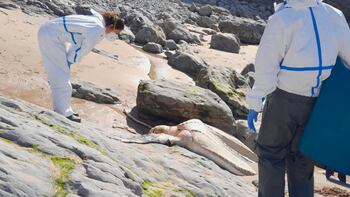 Veterinarias junto al cadáver de la tortuga laúd trouvé en Cantabrie