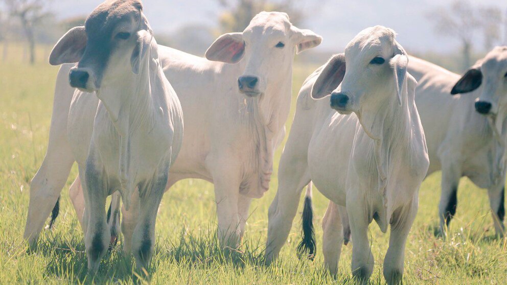 Mesures du Ministère de l'Agriculture