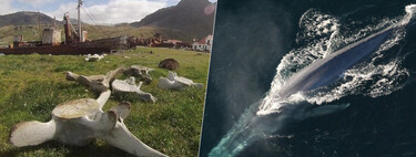 Effets de la chasse à la baleine