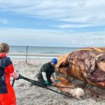 Autopsie de la baleine à bosse terminée : Pas de cause de décès claire