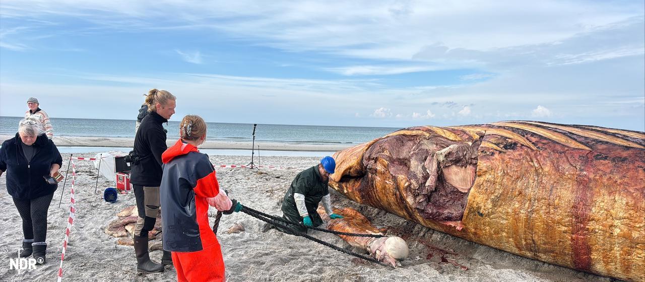 Autopsie de la baleine à bosse terminée : Pas de cause de décès claire