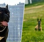 93 % des propriétaires pensent que dormir avec leur chien améliore leur sommeil. La science vient de prouver que c’est une autoillusion.