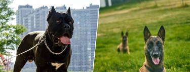 93 % des propriétaires pensent que dormir avec leur chien améliore leur sommeil. La science vient de prouver que c’est une autoillusion.