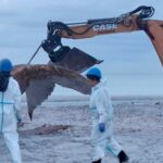 Des restes de baleine à bosse traités dans une usine danoise