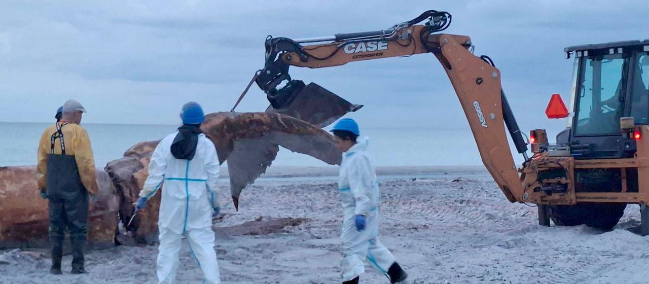 Des restes de baleine à bosse traités dans une usine danoise