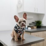 En France, les assureurs et le capital-risque découvrent quel est réellement le business du siècle : les animaux de compagnie.