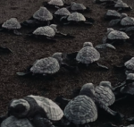 Ils ont trouvé un moyen de reverdir le Sahara sans planter d’arbres : en lâchant 500 tortues.