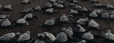 Ils ont trouvé un moyen de reverdir le Sahara sans planter d’arbres : en lâchant 500 tortues.