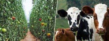 Larry Ellison a voulu nourrir le monde en cultivant des laitues sur son île privée : il les a arrosées avec 500 millions de dollars.