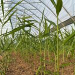 Le changement climatique permet la culture de gingembre tropical en Schwaben.