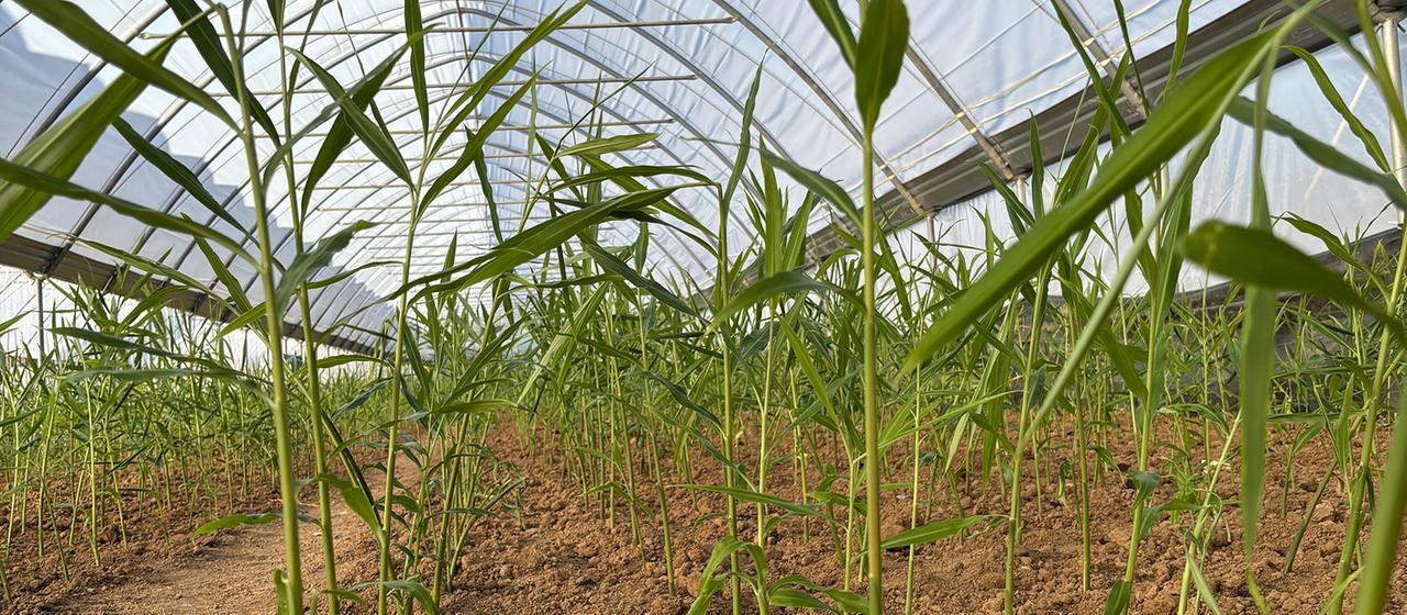Le changement climatique permet la culture de gingembre tropical en Schwaben.