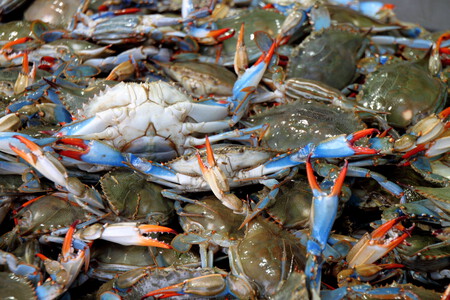 Le crabes bleus sont une plaie dans tout le Méditerranée. En Italie, ils ont trouvé la solution pour résister à l’invasion : cultiver des huîtres.