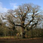 Le principal “cancer” de la planète vient de tuer l’arbre le plus vieux d’Europe. Et les experts avertissent : “nous en perdrons un comme ça chaque année”