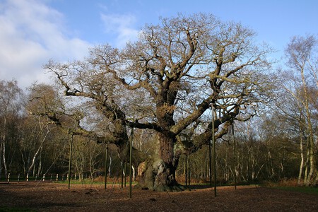 Le principal “cancer” de la planète vient de tuer l’arbre le plus vieux d’Europe. Et les experts avertissent : “nous en perdrons un comme ça chaque année”