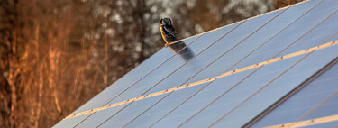 On pensait que les parcs solaires étaient un piège mortel pour les oiseaux. 19 000 heures de vidéo et une IA viennent de démentir le mythe.