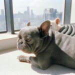 Si la question est de savoir si vos voisins peuvent vous interdire d’avoir un chien, la réponse n’est pas dans la Loi sur le Bien-être Animal : elle est à Vigo.