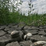 Trois ans après l’explosion de Kachowka : Entre forêt et pénurie d’eau