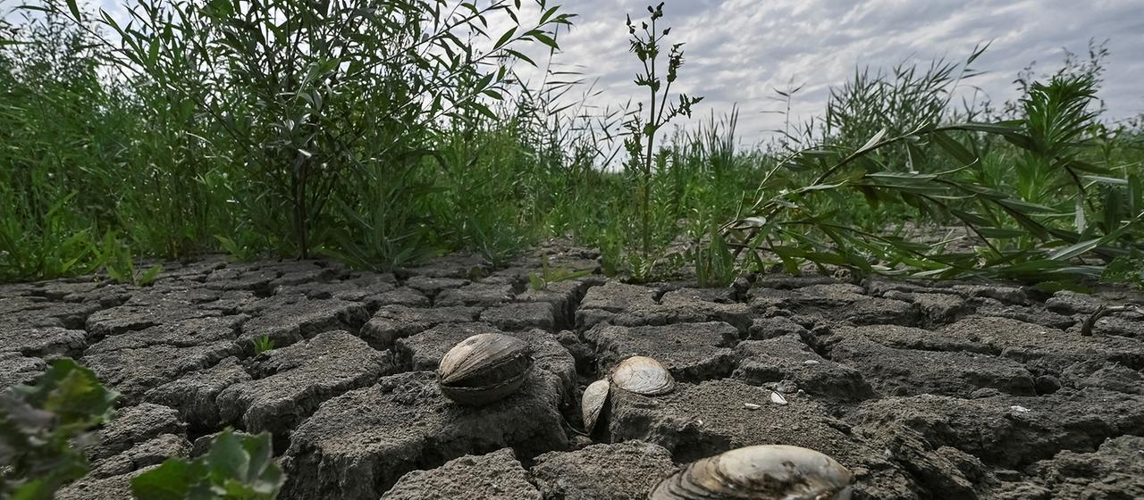 Trois ans après l’explosion de Kachowka : Entre forêt et pénurie d’eau