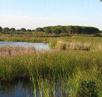 On cherchait le moustique du virus du Nil dans les marais de Doñana. Quatre types de mouches piqueuses ont été trouvés.