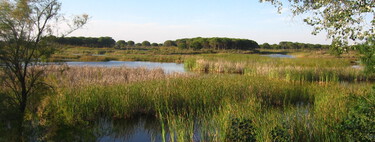 On cherchait le moustique du virus du Nil dans les marais de Doñana. Quatre types de mouches piqueuses ont été trouvés.