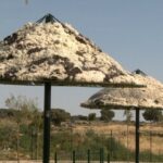 La laine est au sol, donc les éleveurs d’Ávila ont trouvé une solution : fabriquer des parasols.